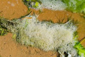 Amino Acid Water Soluble Fertilizer Market