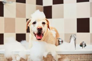 Pet Shampoo Market
