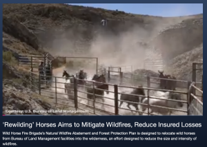 AM BEST TV - Video Coverage of their report titled; ''Rewilding’ Horses Aims to Mitigate Wildfires, Reduce Insured Losses'