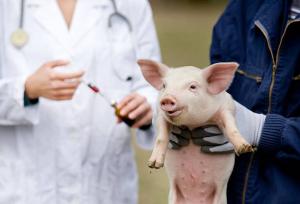 Porcine Vaccine Market-By PMI