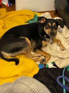 Pet Success Daycare and Boarding and Rehoming is an Excellent Beautiful experience for peys