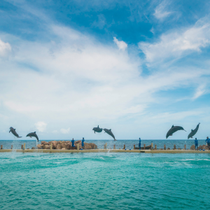 swim-with-dolphins-in-jamaica