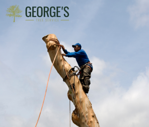 George’s Tree Service Offers Convenient Tree Removal Service in Fresno