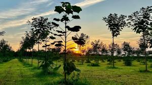 Empress splendor trees planted by World Tree.
