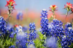 Spring Texas Blue Bonnets