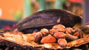 Global Cocoa Market trends