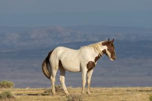 AEA Photo of Wild Paint Horse