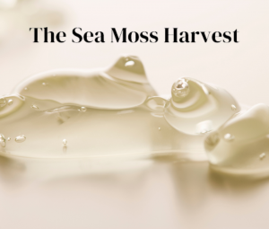 The Sea Moss Harvest Introduces Organic Sea Moss Gel at Reasonable Prices
