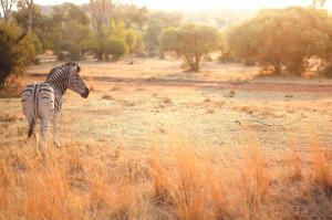 Theon Ali Captures the Majesty of Africa’s Wilderness and Advocates for Conservation