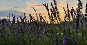 Hereward Farms Lavender Fields