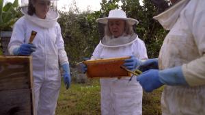 Beekeeping Fun on the island of Faial