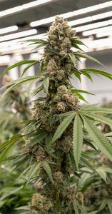 Southern Crop - Mississippi Medical Marijuana - Flower