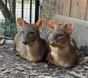 Two Southern pudu cuddled next to eachother at the Brandywine Zoo