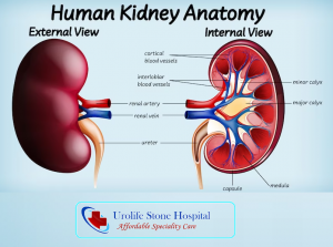 Human Kidney Anatomy