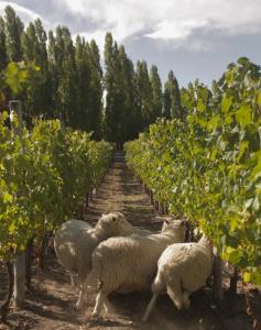 a photo of a wine harvest