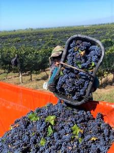 photo from a wine harvest