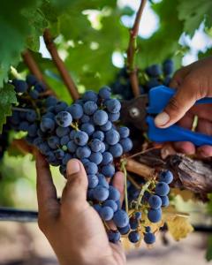 photo from a wine harvest