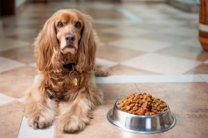 Buy Dog Food