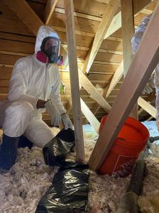 A technician from get bats out attic cleanup is clearing up bat guano in a residential attic