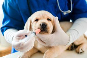Animal Medicine Market - PMI