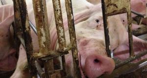 Animal Welfare Groups Call on California Officials to Obey Voters’ Wishes on Farm Animal Welfare