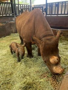 Newborn Rhino at Honolulu Zoo