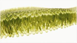 Mannosylerythritol Lipids Market