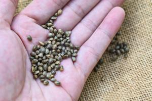 Cannabis Seed Industry Report