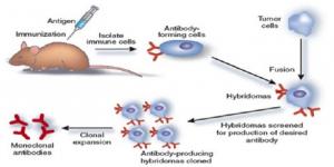 Antibody Production Market1