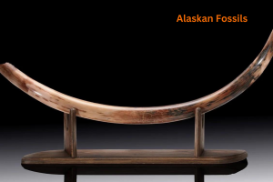 Alaskan Fossils 6