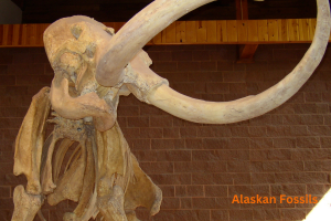 Alaskan Fossils 8