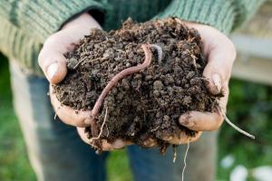 Organic Fertilizers Market by Form