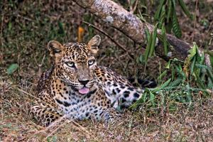 Leopard relaxing with it's tongue hanging out