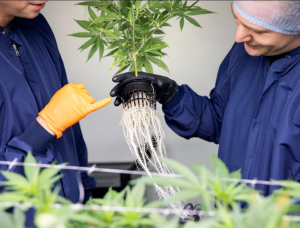 DanCann Pharma in Multi-Level Expansion of Precision Aeroponic Systems to Fulfill Export Contracts