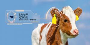 Animal Identification Tags Market1
