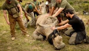 Paul Rosolie helps on rhino preservation mission