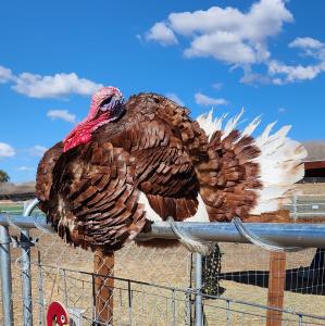 A male turkey perched on top of a fence with the blue sky behind him.