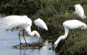 Egrets in LA's Ballona Wetlands. Photo courtesy Jonathan Coffin
