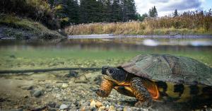 A close-up image of a Wood Turtle walking underwater along a stream bottom. The water is clean and clear, and above the surface of the water is a streambank lined with grasses and shrubs, evergreen trees in the distance.