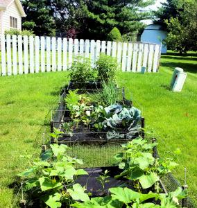 Backyard Farming: an Urban Food Revolution