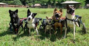 Animal Sanctuary in Thailand Gifted 31 Wheelchairs to Rescue Dogs in Need