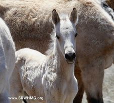 Wild Horse Advocate groups outraged at Apache Sitgreaves National Forest (ASNF), as Newborn Foals are put at Risk