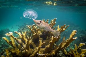 A trunk fish nibbles on a moon jellyfish over a stand of healthy elkhorn coral in Cuba’s Isle of Youth 