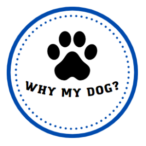Introducing Whymydogs.com: The Online Destination for All Dog Owners
