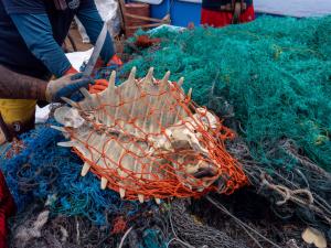 Sea Turtle Captured and Killed by Nets