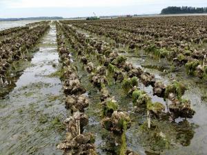Oyster Farming