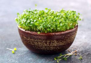 Microgreens Share