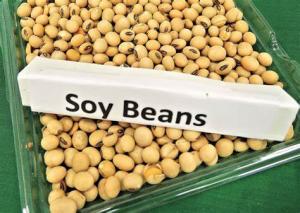 Oilseeds Market Analysis