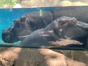 Fiona the Hippo at the Cincinnati Zoo