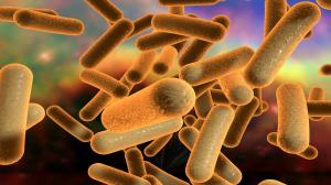 Bacillus Coagulans Market